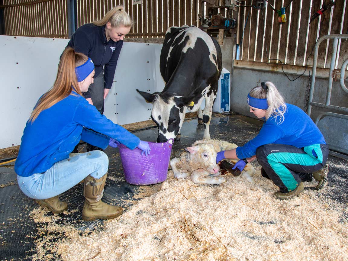 Newborn calf being fed on dairy farm. Picture: Ruth Downing.