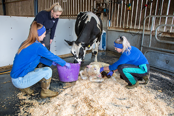 Young farmers tend to a dairy cow and calf. Picture: Ruth Downing.