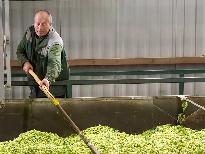 Farm technician processing hop harvest. Picture: Ruth Downing.