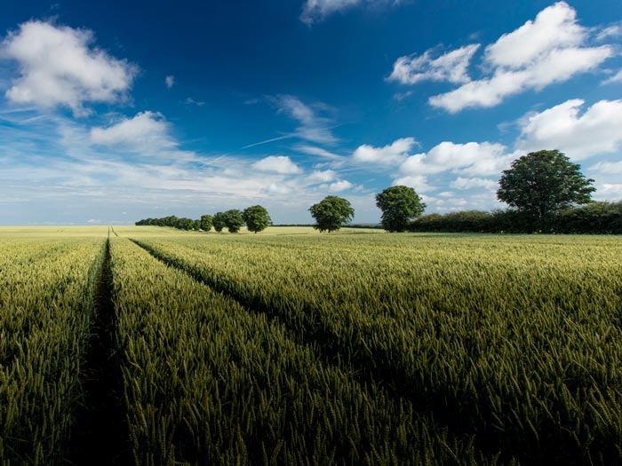 Arable crops in the Lincolnshire Wolds. iStock.com/steven hatton
