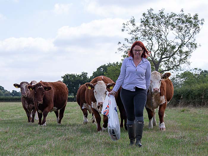 Beef cattle being led out to grazing. Picture: Ruth Downing.