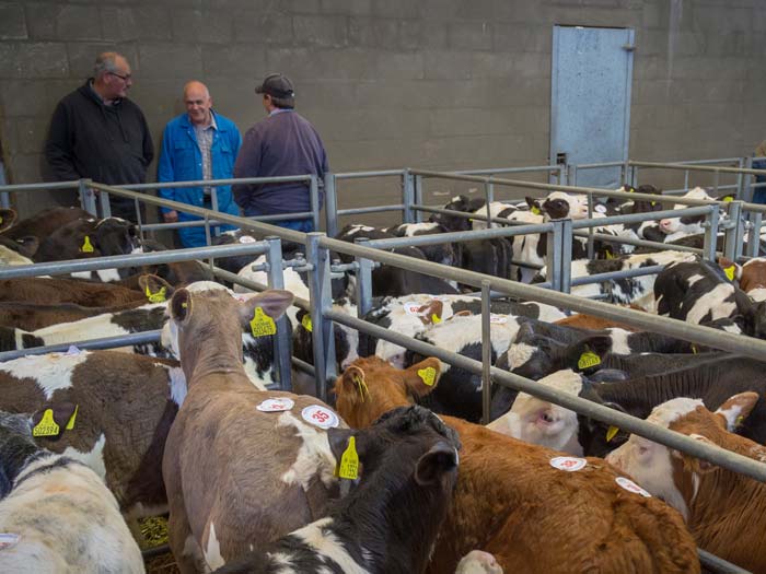Farmers chat around the livestock pens at Bakewell auction mart. Picture: Tom_Sanderson/Shutterstock.com