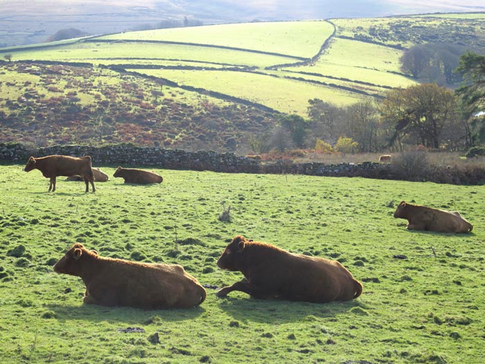 Herd of cattle grazing on Dartmoor. iStock.com/savoilic