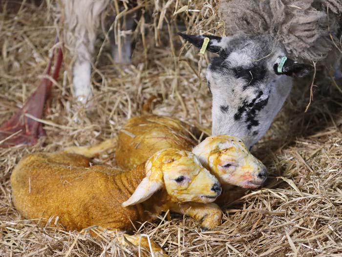 Two newborn lambs.
