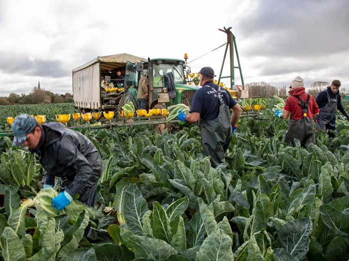 Multi-crop farm team working to harvest cauliflowers. Picture: Ruth Downing.