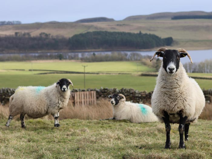 Sheep grazing in Northumberland. iStock.com/Francesca Leslie