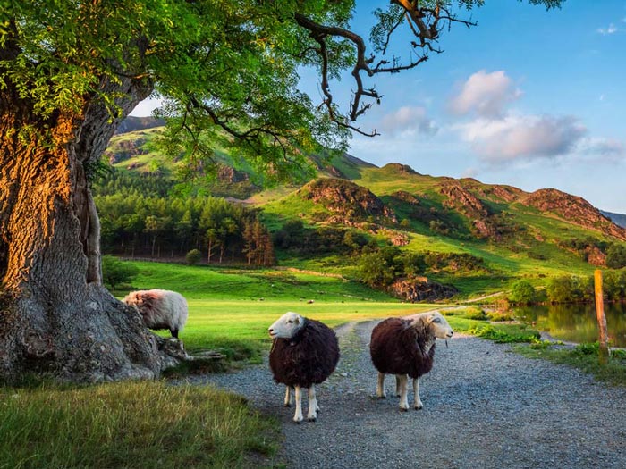 Two sheep among the hills of the Lake District. iStock.com/Shaiith