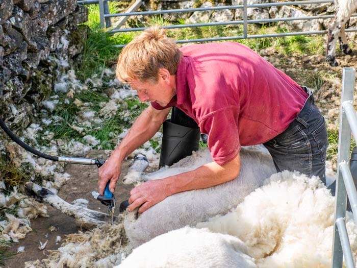Sheep shearer in action. Picture: Pete Stuart/Shutterstock.com