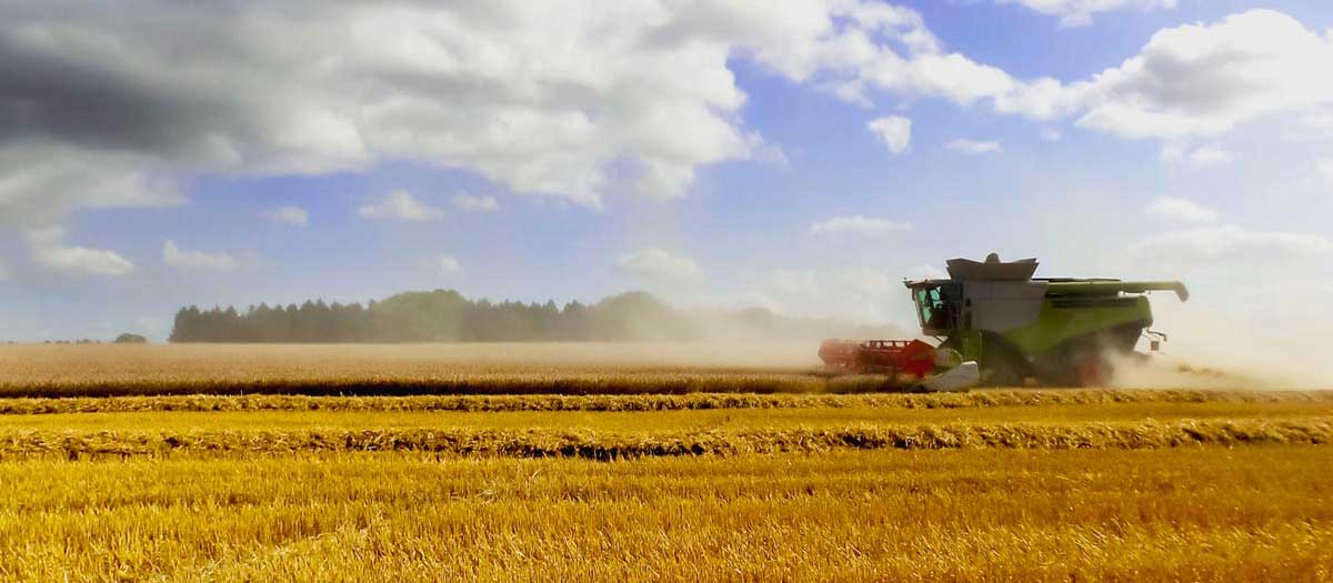 Combine harvester in wheat. iStock.com/davidmartyn