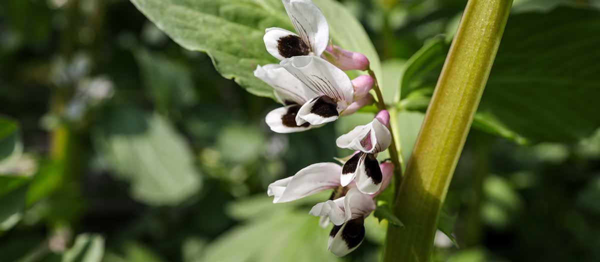 Pea crop in flower. Picture: Brookgardener/Shutterstock.com.