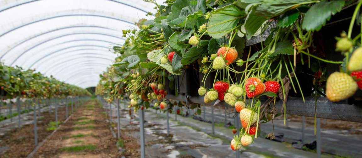 Strawberry crop being grown inside a polytunnel. Picture: Ruth Downing.
