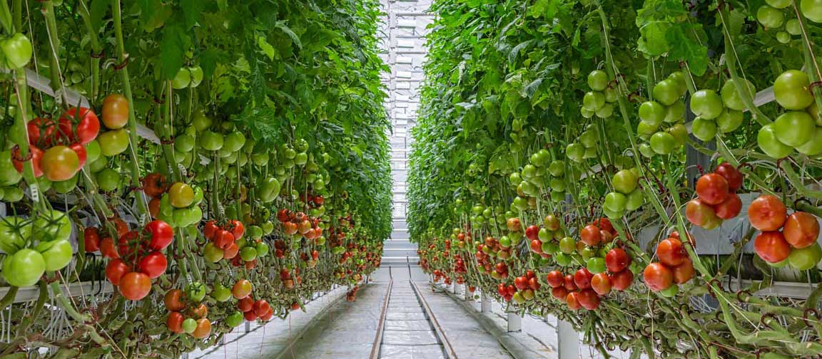 Tomatoes growing inside a greenhouse. Shutterstock.com/Sergey Bezverkhy