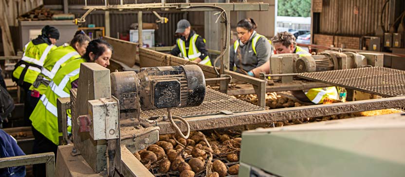 Farm workers sort and grade potatoes
