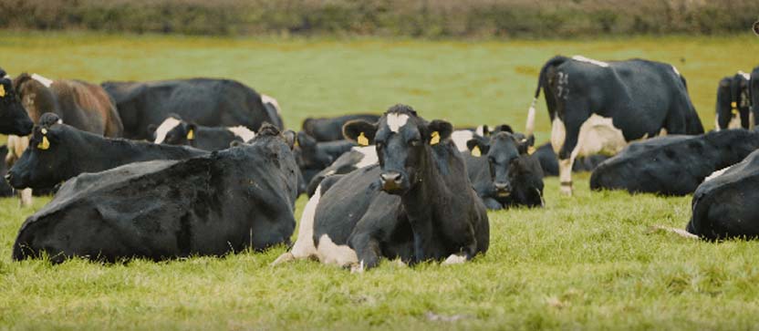Dairy cows in a fieldFarmers and growers from all sectors are represented on our Consultation Group.