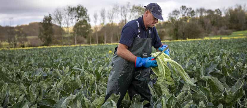 Skills and staffing are important issues to the horticulture sector.
