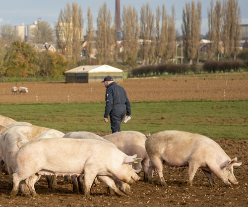 Pig farmer. Picture: Ruth Downing.